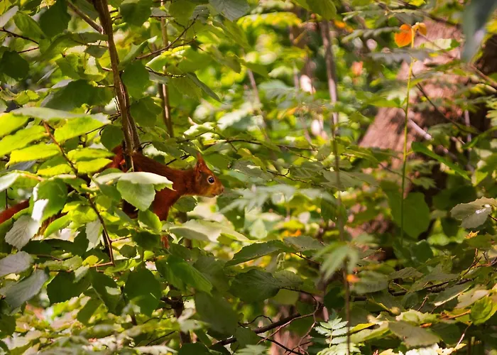 Woodland Retreat W Fireplace Putten
